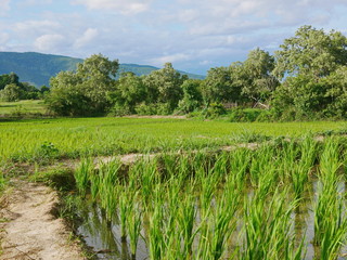 Obraz premium Refreshing green paddy field in evening sunlight of a summer time in the North of Thailand