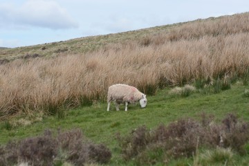 sheep on pasture