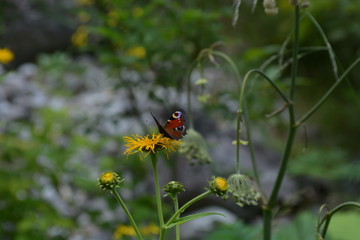 butterfly on flower