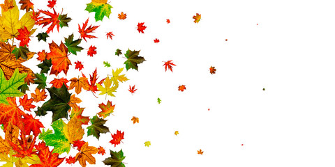 Autumn leaves falling. Season pattern isolated on white background. Thanksgiving concept