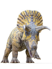 Fototapeta na wymiar triceratops is coming on white background