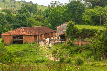 Obraz premium Gado IMG_8342