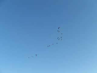 Group of sea birds in blue sky template details wildlife background