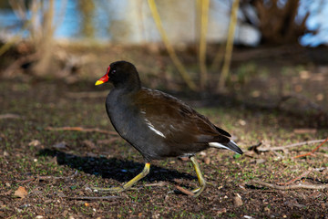 kokoszka © Dariusz Grochal 