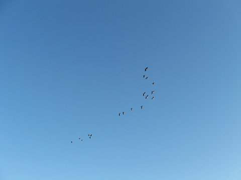 Group of sea birds in blue sky template details wildlife background