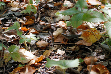 autumn leaves in the forest