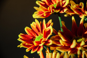 Blossom red  yellow colored mums or chrysanthemum flowers on dark background. Selective focus on the chrysanthemum petals.