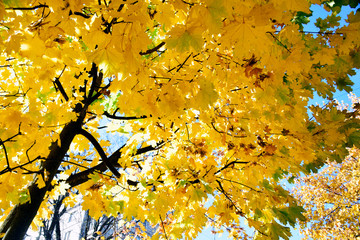 Autumn leaves overhead against the sky. Colorful autumn