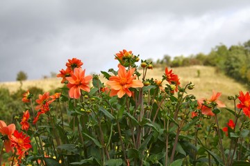 Field orange flowers
