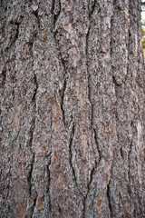 Tree Bark