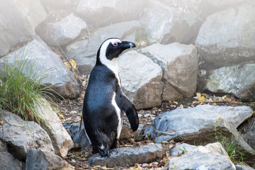 Magellan Penguin (order Sphenisciformes, family Spheniscidae) are a group of aquatic, flightless birds living almost exclusively in the southern hemisphere, especially in Antarctica