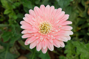 Fototapeta premium Garbera Flower at Pengotan Flower Garden