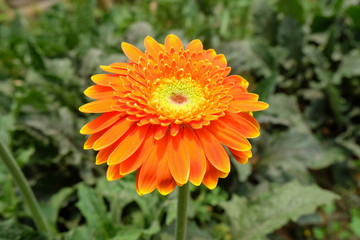 Garbera Flower at Pengotan Flower Garden