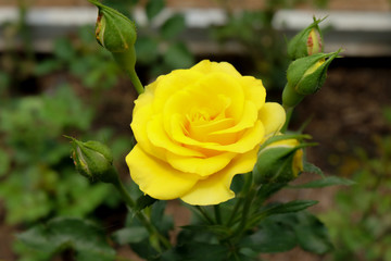 Rose Flower at Pengotan Village Flower Garden