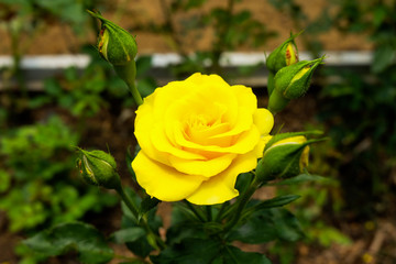 Obraz premium Rose Flower at Pengotan Village Flower Garden