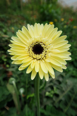 Garbera Flower at Pengotan Flower Garden