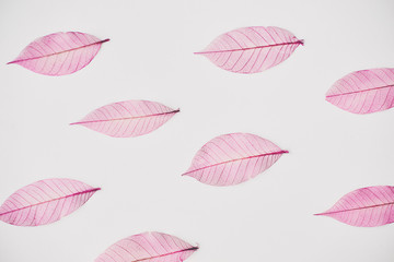 Skeleton Leaves Composition on white background