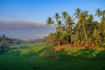 Fototapeta na wymiar Morning Light In Beautiful Belimbing Rice field at Pupuan Tabanan Bali