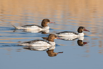 Flock of Mergus mergansers swimming