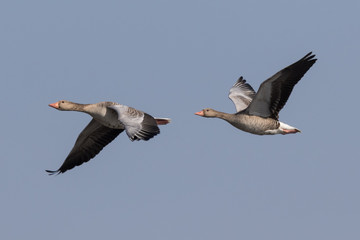 Greylag goose (Anser anser)