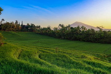 Fototapeta na wymiar Morning Light In Beautiful Belimbing Rice field at Pupuan Tabanan Bali