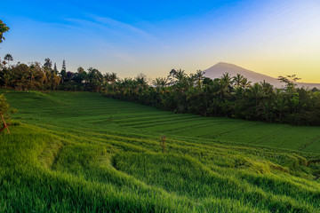 Obraz premium Morning Light In Beautiful Belimbing Rice field at Pupuan Tabanan Bali