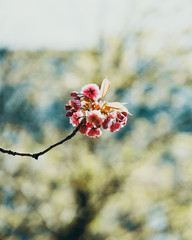 Spring Flower