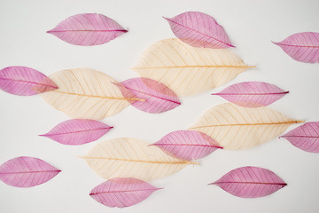 Skeleton Leaves Composition on white background