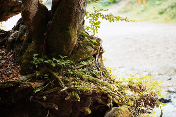 Close up of coniferous tree in wild forest