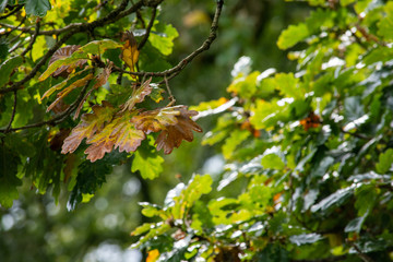 Autumn Oak leaves with copy space natural seasonal nature 