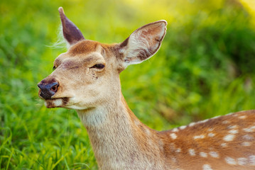 Close-up deer in grass during bright sunny day.