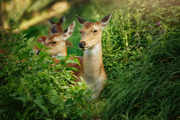 Close-up deer in grass during bright sunny day.