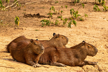 Capybara Trio