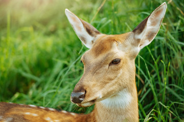 Close-up deer in grass during bright sunny day.