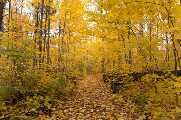 Fototapeta premium autumn in the park