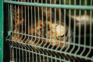 Lion male in the zoo behind cage bars.