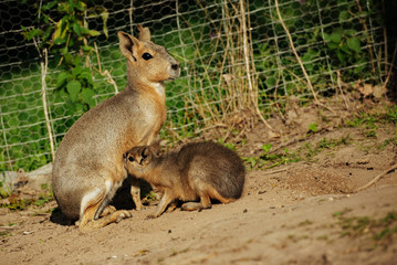 Patagonian Mara animal in the safari park.