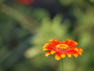 ヒャクニチソウの花