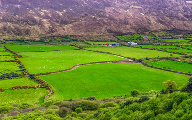 Fototapeta na wymiar Ring of Dingle Peninsula Kerry Ireland green field