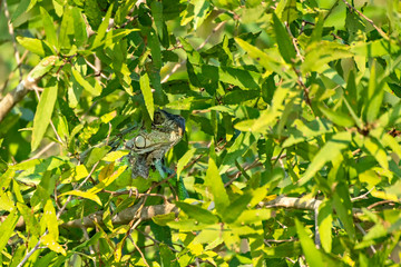 Hidden Iguana #1