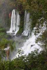 Iguaçu Iguazu falls jungle, Brazil and Argentina