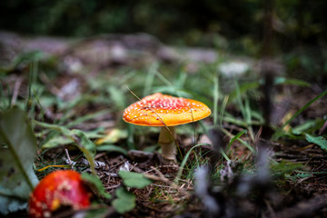 Fliegenpilz