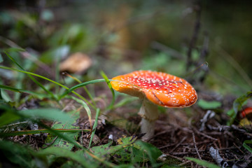 Fliegenpilz