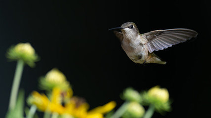 A Ruby-throated Hummingbird in flight.
