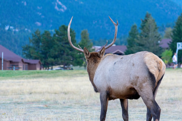 Bull elk visiting campground in the Rocky Mountains  in early evening