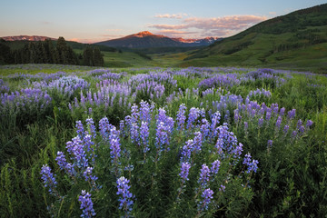Lupine Field © David