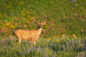 Wildflower Buck