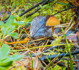 Grzyby w norweskich lasach