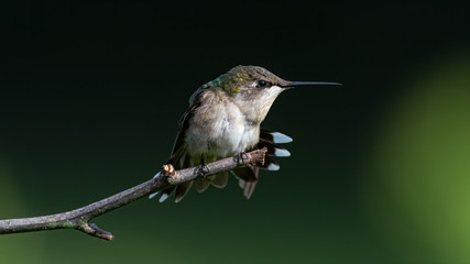 A Ruby-throated Hummingbird perched on a twig.