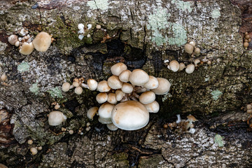 Small Porcelain fungus mushrooms growing on dead wood
